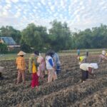 petani saat menanam tembakau./bongkah.id/Karimatul Maslahah/