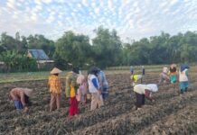 petani saat menanam tembakau./bongkah.id/Karimatul Maslahah/