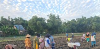 petani saat menanam tembakau./bongkah.id/Karimatul Maslahah/