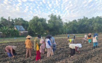 petani saat menanam tembakau./bongkah.id/Karimatul Maslahah/