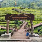 Lokasi Wisata Kebun Teh Gunung Gambir Jember. (Sumber foto dari Pengelola Wisata Agro Rengganis).
