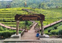 Lokasi Wisata Kebun Teh Gunung Gambir Jember. (Sumber foto dari Pengelola Wisata Agro Rengganis).
