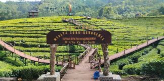 Lokasi Wisata Kebun Teh Gunung Gambir Jember. (Sumber foto dari Pengelola Wisata Agro Rengganis).