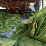 Petani tembakau dan Jombang saat memanen./bongkah.id/Karimatul Maslahah/