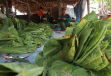 Petani tembakau dan Jombang saat memanen./bongkah.id/Karimatul Maslahah/