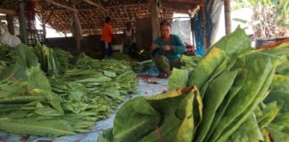 Petani tembakau dan Jombang saat memanen./bongkah.id/Karimatul Maslahah/