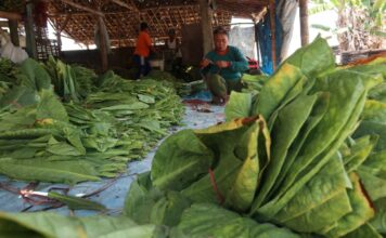 Petani tembakau dan Jombang saat memanen./bongkah.id/Karimatul Maslahah/