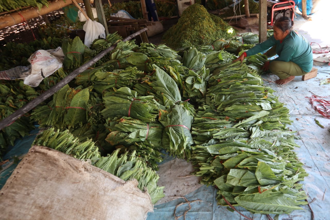Petani tembakau dan Jombang saat memanen./bongkah.id/Karimatul Maslahah/
