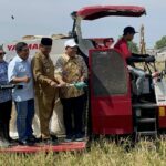 panen padi menggunakan Mikroba MCO di lahan BPP Tembelang, Jombang./bongkah.id/Karimatul Maslahah/