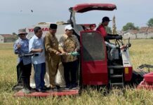 panen padi menggunakan Mikroba MCO di lahan BPP Tembelang, Jombang./bongkah.id/Karimatul Maslahah/
