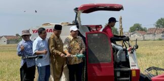 panen padi menggunakan Mikroba MCO di lahan BPP Tembelang, Jombang./bongkah.id/Karimatul Maslahah/