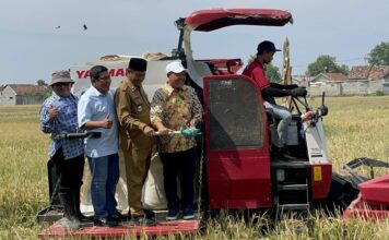 panen padi menggunakan Mikroba MCO di lahan BPP Tembelang, Jombang./bongkah.id/Karimatul Maslahah/