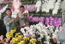 Batu Shining Orchids Week 2025, yang digelar di Balai Kota Among Tani.