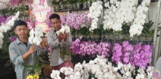 Batu Shining Orchids Week 2025, yang digelar di Balai Kota Among Tani.