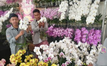 Batu Shining Orchids Week 2025, yang digelar di Balai Kota Among Tani.