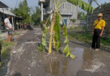 tampak jalan rusak di Jombang di tanami pohon okeh warga./bongkah.id/Karimatul Maslahah/