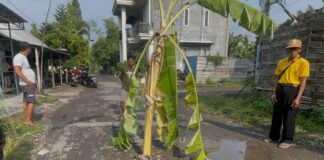 tampak jalan rusak di Jombang di tanami pohon okeh warga./bongkah.id/Karimatul Maslahah/