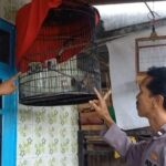 Waspada, Pencurian Burung Murai Marak di Jombang: Satu Pelaku Tertangkap Warga Pencuri burung murai saat diperiksa oleh petugas Polsek Mojoagung./bongkah.id/Karimatul Maslahah/