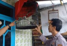 Waspada, Pencurian Burung Murai Marak di Jombang: Satu Pelaku Tertangkap Warga Pencuri burung murai saat diperiksa oleh petugas Polsek Mojoagung./bongkah.id/Karimatul Maslahah/