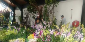 Ikut Pameran Anggrek di Genting, Tim Indonesia Tak Bawa Bunga