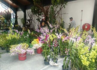 Ikut Pameran Anggrek di Genting, Tim Indonesia Tak Bawa Bunga