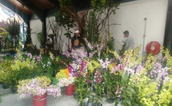 Ikut Pameran Anggrek di Genting, Tim Indonesia Tak Bawa Bunga