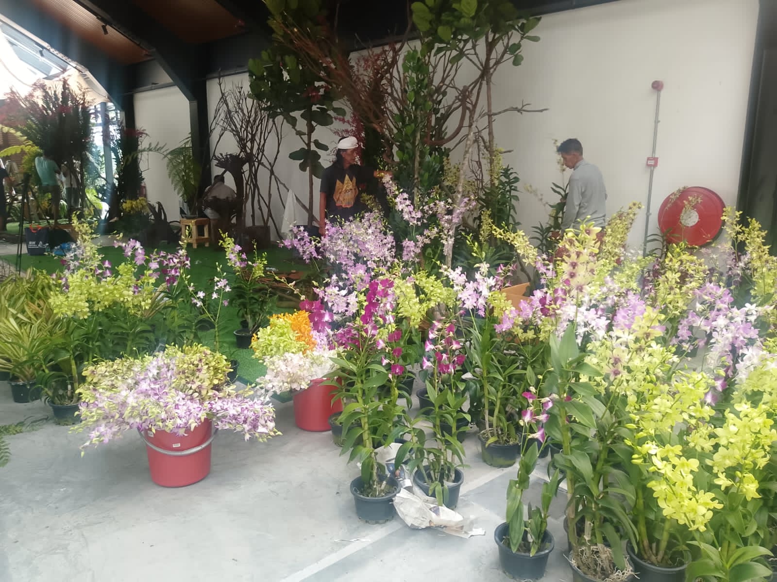 Pameran anggrek Ikut Pameran Anggrek di Genting, Tim Indonesia Tak Bawa Bunga