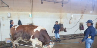 RPH Surabaya resmi merilis tarif potong sapi qurban 2026 mulai Rp2 juta. Minat warga tetap tinggi meski harga sapi melejit. Cek aturan barunya di sini!