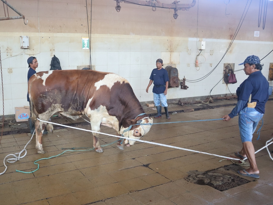 tarif potong sapi rph surabaya RPH Surabaya resmi merilis tarif potong sapi qurban 2026 mulai Rp2 juta. Minat warga tetap tinggi meski harga sapi melejit. Cek aturan barunya di sini!
