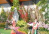 Pameran Anggrek Internasional di Malaysia, Thailand Jadi Rival Terberat Indonesia Stan Indonesia di Malaysia Highest Flower Exhibition 2026 padukan keindahan anggrek dengan visual Jaranan dan Tari Remo. Targetkan juara?