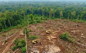 Perputaran Uang Kejahatan Lingkungan Capai Rp994 Triliun, Diusulkan Masuk RUU Perampasan Aset